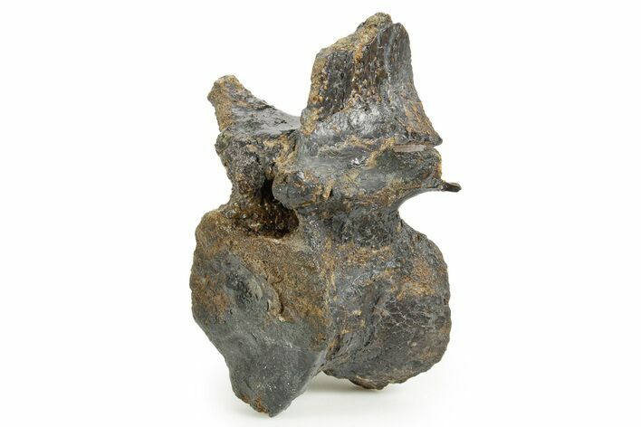 Ornithischian Dinosaur (Camptosaurus) Dorsal Vertebra - Wyoming #367580